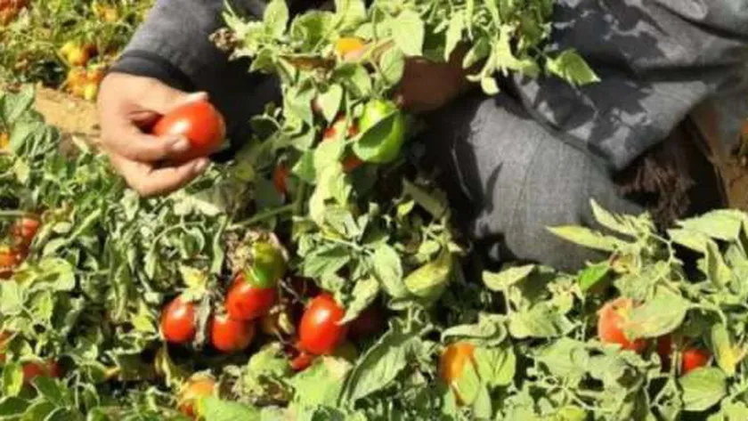 «الزراعة» تحذّر من ظهور 3 أمراض على الفراولة والطماطم والفلفل