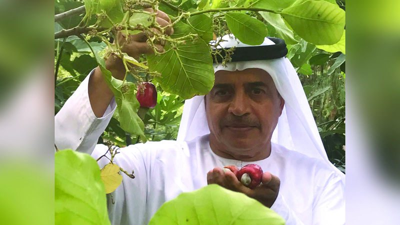 مواطن ينجح في زراعة أشجار المكسرات بالفجيرة