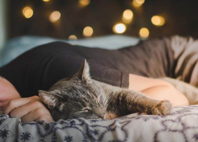 ماذا يحدث للإنسان عند النوم بجوار القطط؟.. طبيب يفجر مفاجأة