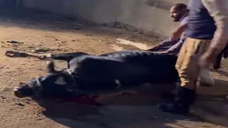 رمضان 2024.. محمد فوزي يذبح “عجل” بمناسبة بدء تصوير”بدون مقابل” (صور)