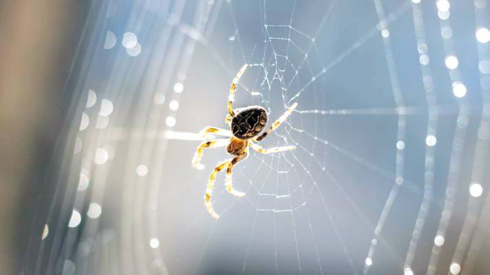 «سم العنكبوت» يعالج النوبات القلبية والسكتات الدماغية !