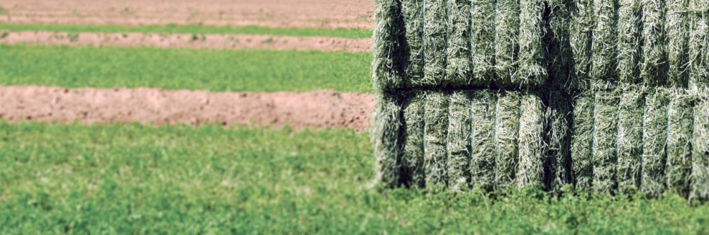 إيقاف زراعة الأعلاف المعمّرة والتحول إلى «الموسمية»