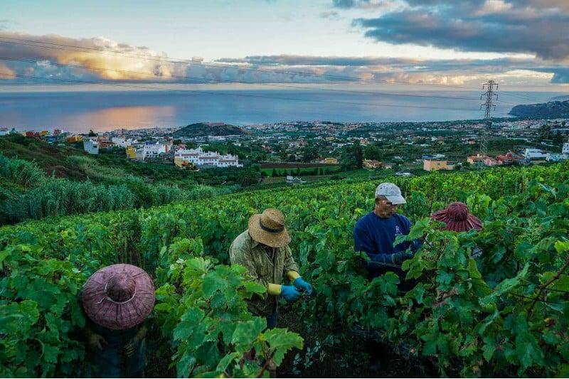 “المنتوج المغربي حائز على المصداقية”.. مصدّرون يحذرون “أساجا” الكنارية