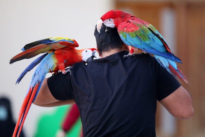 بسبب “بذاءة اللسان” … حديقة بريطانيا تتخلص من ببغاوات