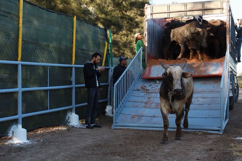 مهنيون يطالبون الحكومة بموقف حاسم حول “ضريبة” استيراد الأبقار والأغنام