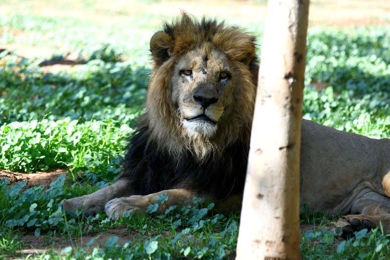 مجرد “ضبع” .. رحلة اقتفاء آثار “أسد الأطلس” في خنيفرة تصل إلى النهاية