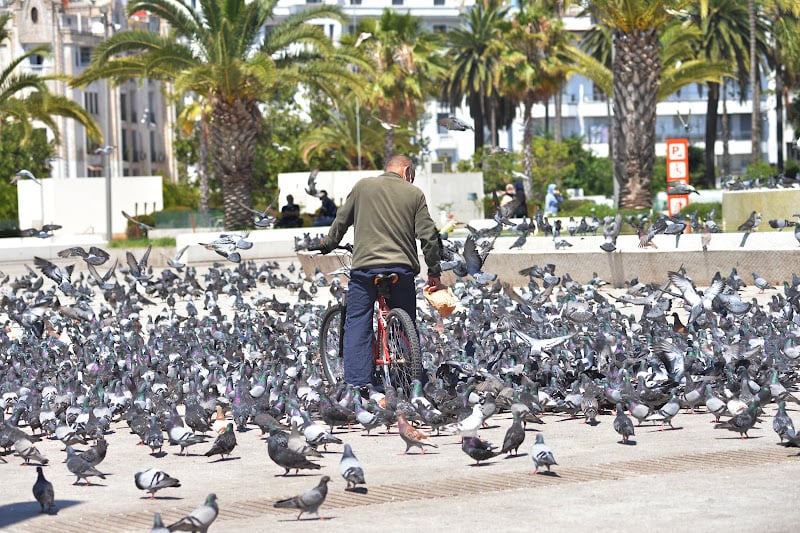 مهنيون بـ”ساحة الحمام” يرفضون تهجير الطيور