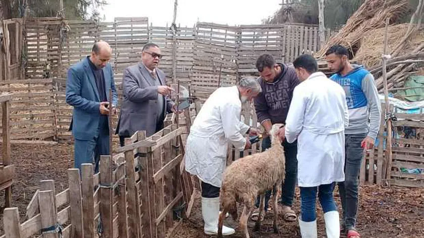 «بيطري الشرقية»: تحصين 187 ألف رأس ماشية ضد مرض الجلد العقدي