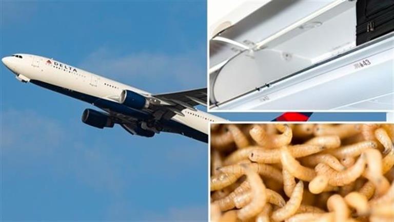 “حقيبة بها أسماك” تجبر طائرة العودة إلى المطار.. وتعويض مادي للمسافرين- ما القصة؟