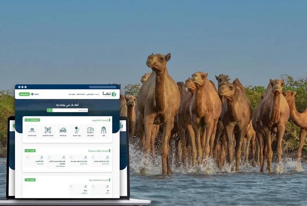 «البيئة»: 4 أشهر على انتهاء مهلة ترقيم الإبل وتسجيلها مجانًا عبر منصة «نما»