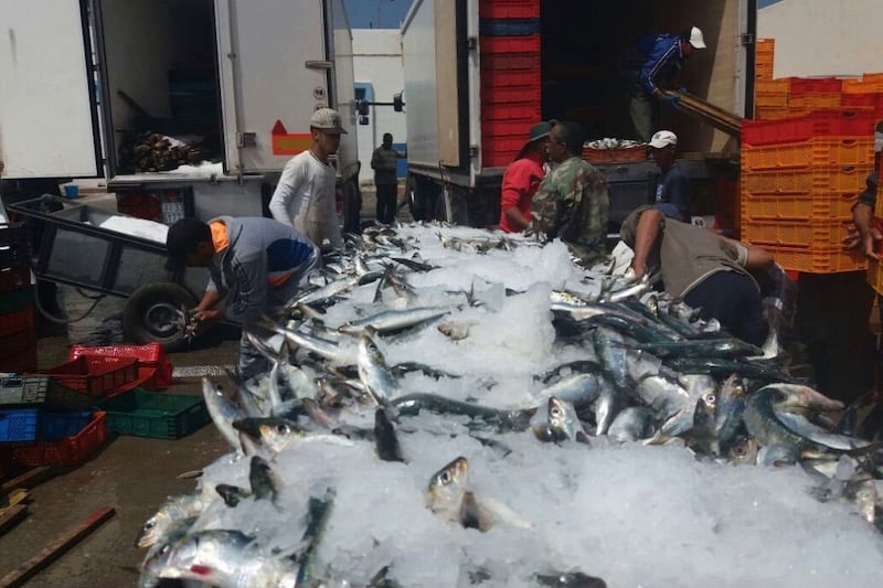 التعامل مع “السمك السطحي” يدفع صيادين إلى المطالبة بضوابط المنافسة