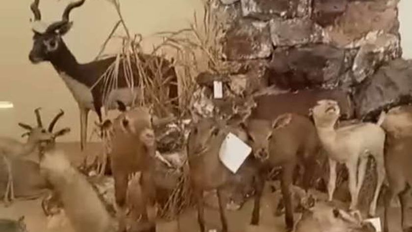 «فسحة بـ5 جنيه» في متحف التاريخ الطبيعي بالإسكندرية.. حيوانات نادرة محنطة
