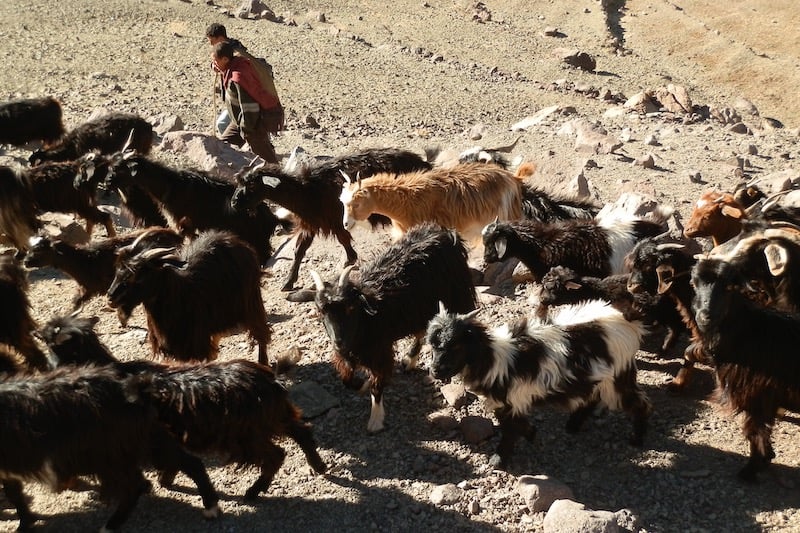 الرعي الجائر في سوس .. ممارسة تعصف بالممتلكات وتهدد السلم الاجتماعي