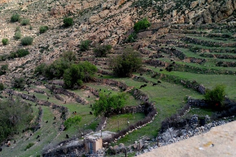 الرعي الجائر يُجدد مطالب فاعلين بسوس