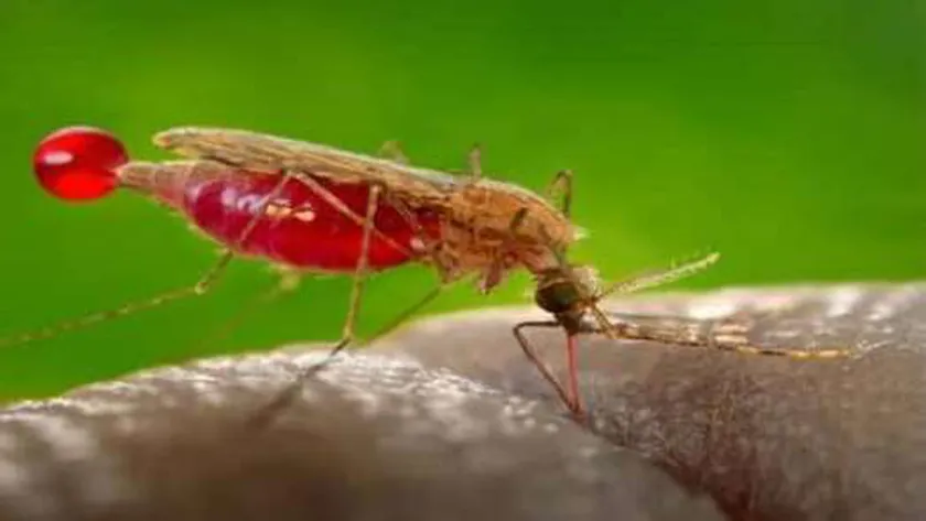 في اليوم العالمي للملاريا.. كيف تنتقل من شخص لآخر