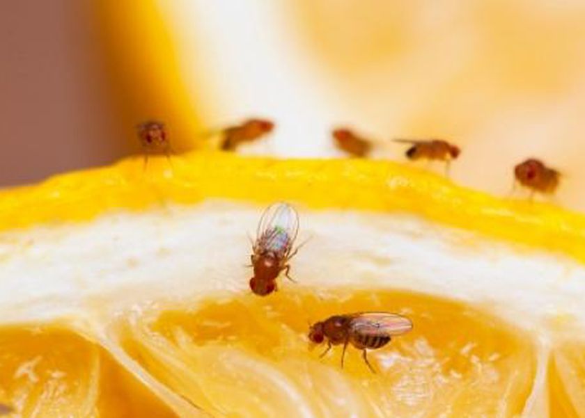 4 حيل للتخلص من الذباب في المنزل.. ستقضي عليه نهائيا