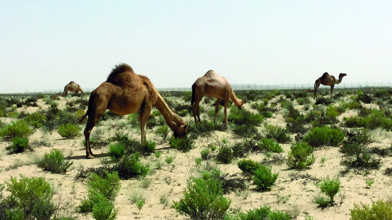 «بيئة أبوظبي» تحدد شروط الحصول على «ترخيص الرعي»