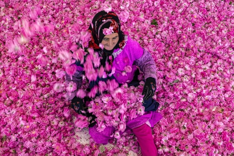 أزمة الماء تخيم على ملتقى الورد بمكونة