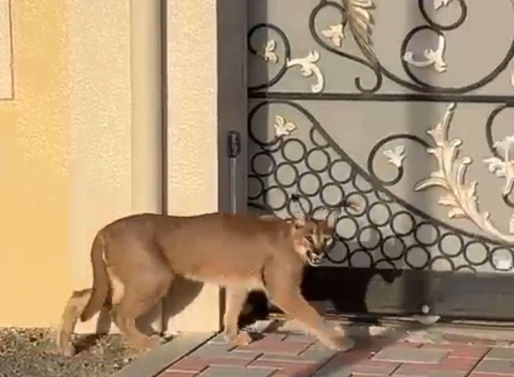 “بيئة الفجيرة “تخصص فريقاً للتحقق من وجود حيوان “الوشق” والتحري عن ملكية صاحبه.. فيديو