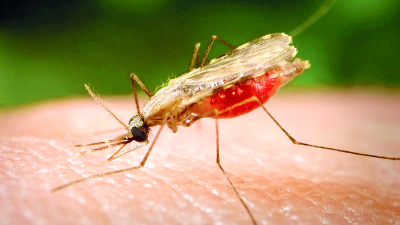 «طب السفر»: نصائح للوقاية من «الملاريا»