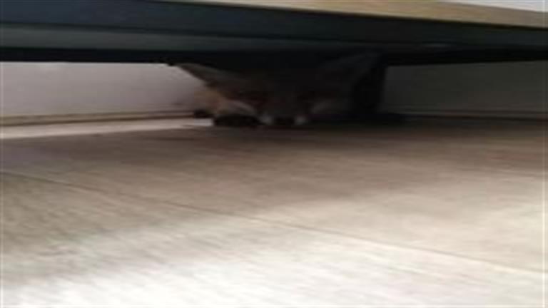 صدمة ورعب.. لن تتوقع ما وجدته امرأة في غرفتها- مفاجأة