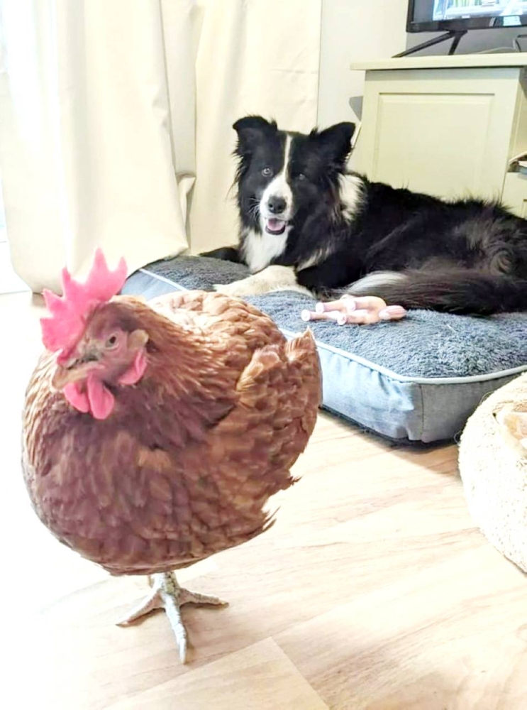دجاجة مدللة تعيش في منزل فخم وتملك حساباً في «فيسبوك» !