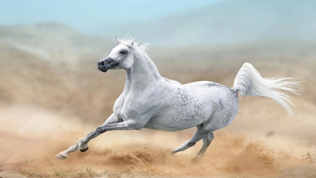 كيف غزا الحصان الأليف العالم قبل 4200 عام؟