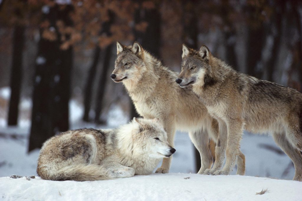 هجوم ذئاب يسبب إصابات خطرة لامرأة في حديقة حيوانات فرنسية