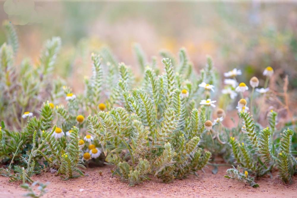 زراعة 6 ملايين شجرة وشجيرة في 120 فيضة وروضة