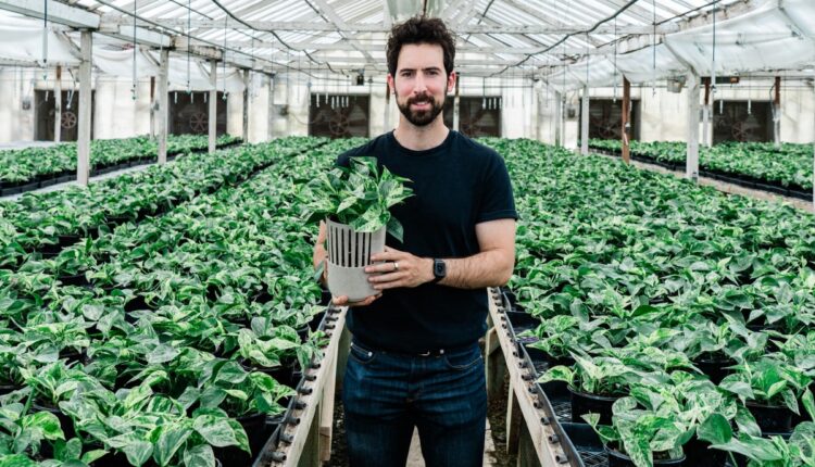 روبورتاج : نبتة « خارقة » معدلة جينيا تحارب تلوث الهواء