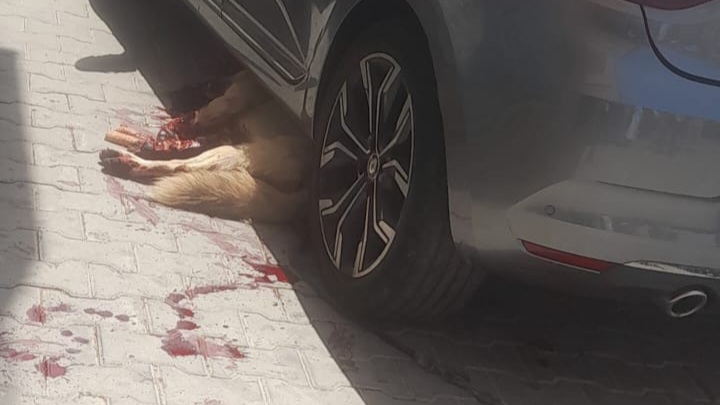 شرطي ينهي حياة كلب مسعور عرض حياة مواطنين في مدينة بيوكرى للخطر