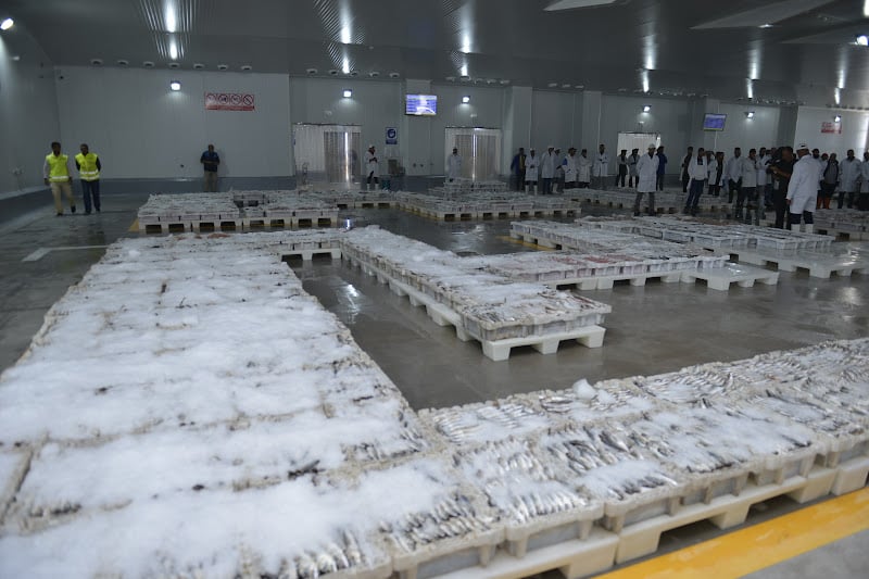 كميات الصيد تتراجع في ميناء العيون