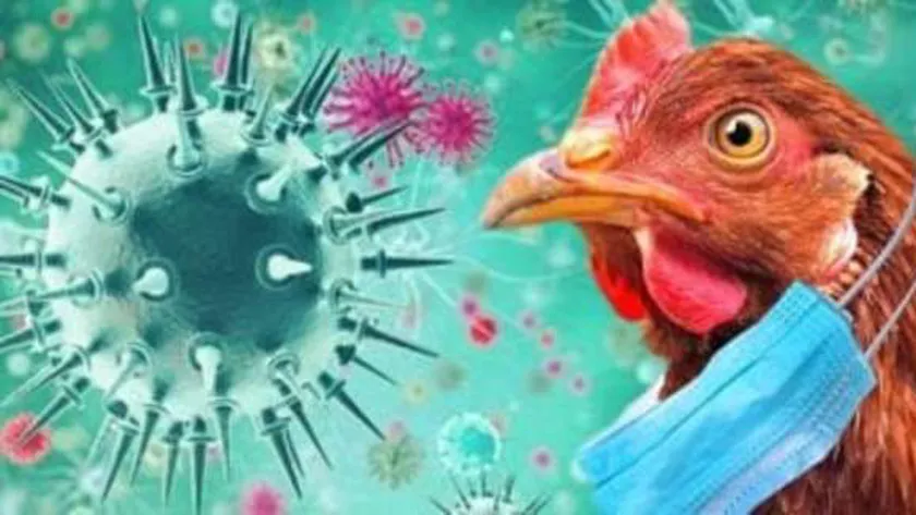 انفلونزا الطيور تنتشر بين مزارع الأبقار في الولايات الأمريكية