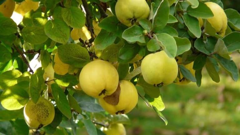 صديقة الكبد.. فاكهة تقي من أمراض القلب والموت المفاجئ