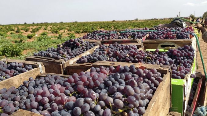 منطقة دكالة تنتج حوالي 30 ألف طنا سنويا من العنب