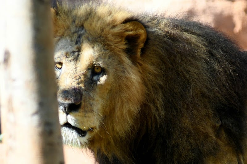 فريق برنامج “أمودو” يستمر في البحث عن “أسد الأطلس” خلال الموسم المقبل