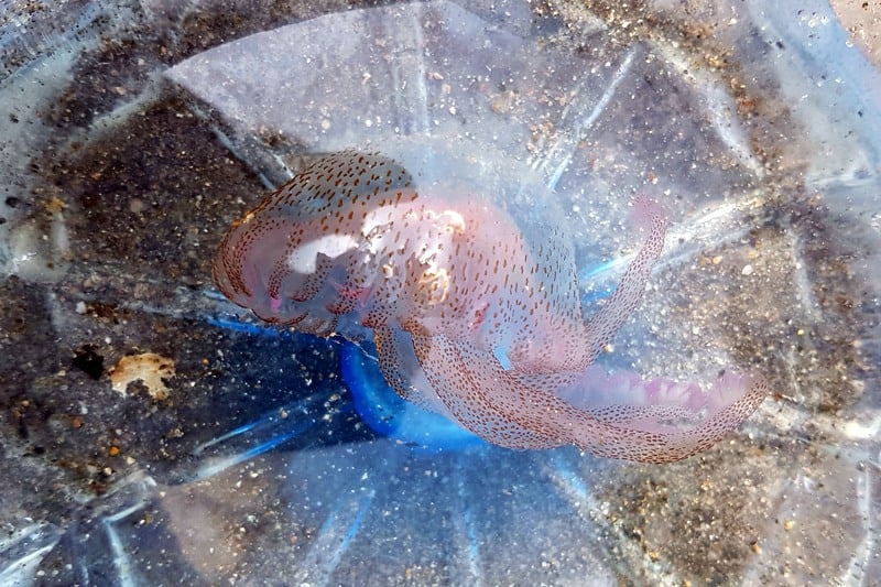 قنديل البحر يبتعد عن الشواطئ في شمال المغرب .. والسلاحف أبرز الأسباب