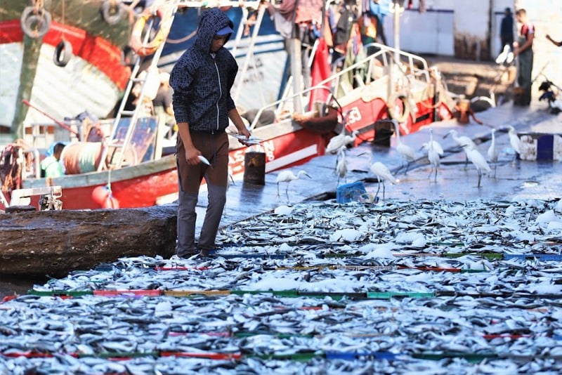 “كونفدرالية تجار السمك بالجملة” تعدد أسباب غلاء “سمك الفقراء” بالمغرب