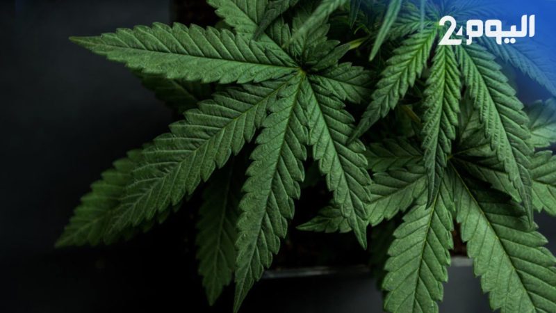 منتدى كفاءات تاونات يشيد بالعفو الملكي عن مزارعي الكيف