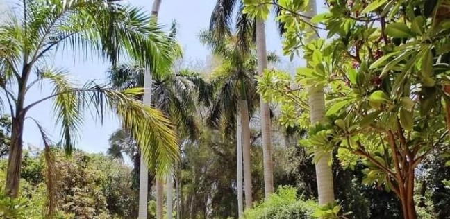 جزيرة النباتات.. متحف مفتوح في أحضان النيل بأسوان والدخول بـ«10 جنيه»