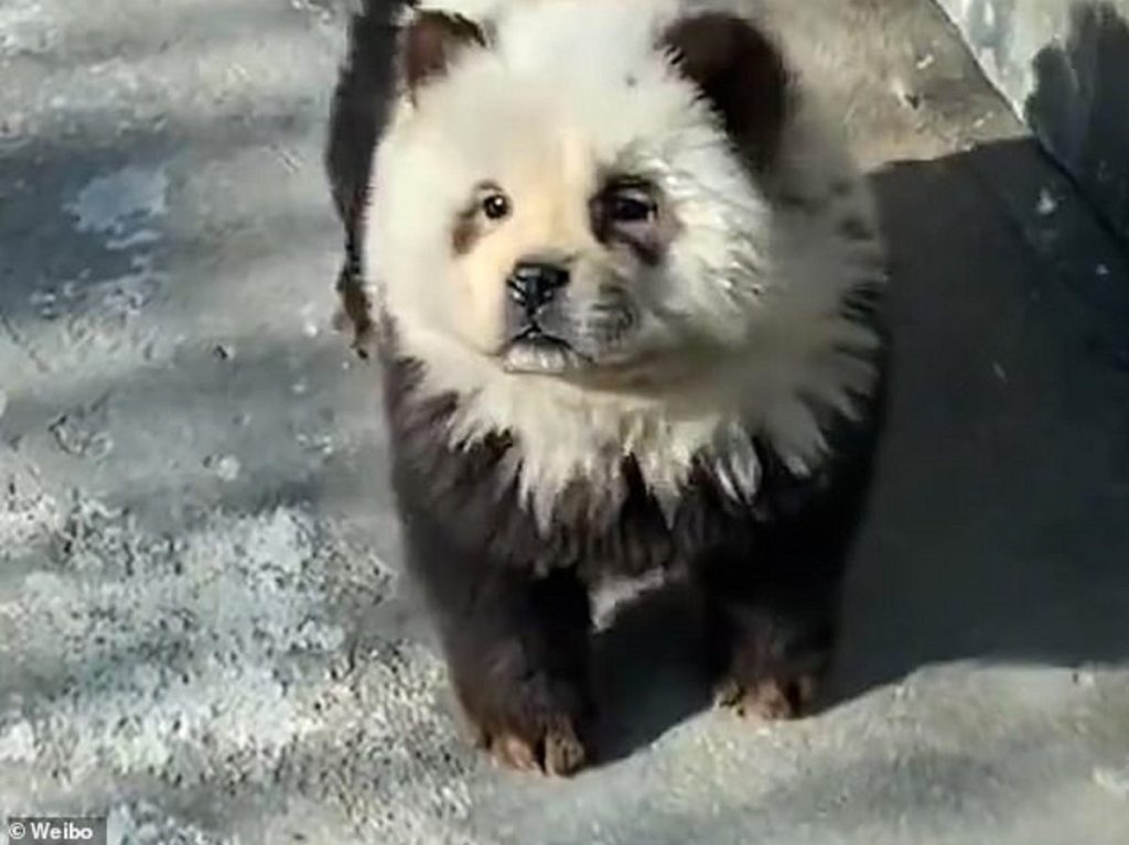حديقة حيوان تخدع زوارها بـ«كلاب الباندا»
