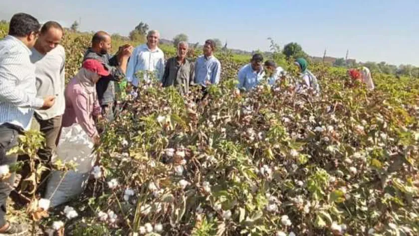 «زراعة بني سويف» تطبق أحدث طرق جني القطن لضمان جودة الإنتاج