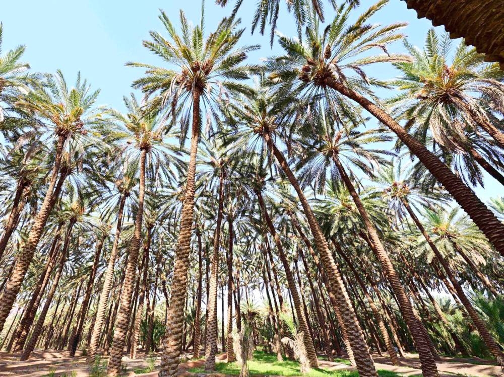 «البيئة»: ري النخيل بمياه الاستزراع السمكي زاد وزن التمور 26 %