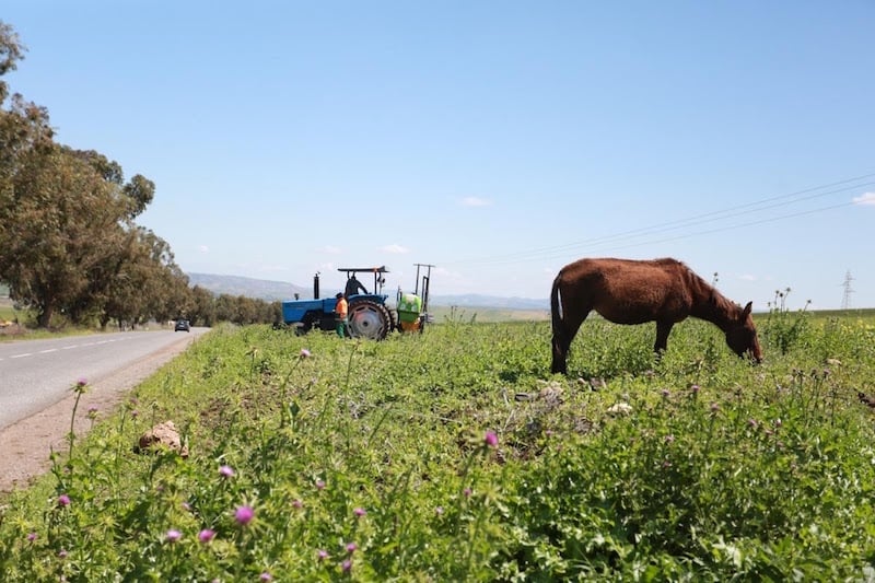 تساقطات الأمطار بالشمال تبهج الفلاحين وتبشر مربي المواشي بخفض التكاليف