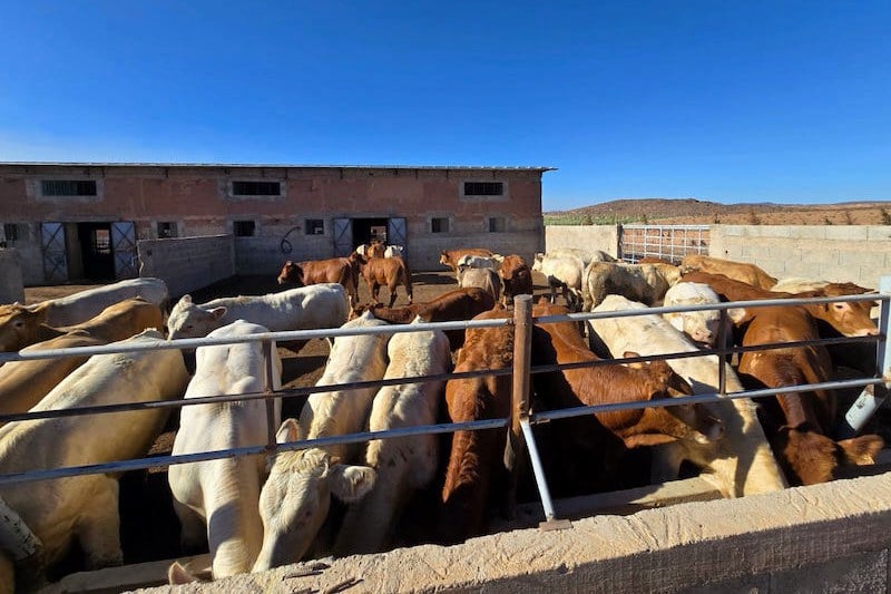 عجول فرنسية تصل إلى المغرب في ظل استمرار غلاء اللحوم الحمراء