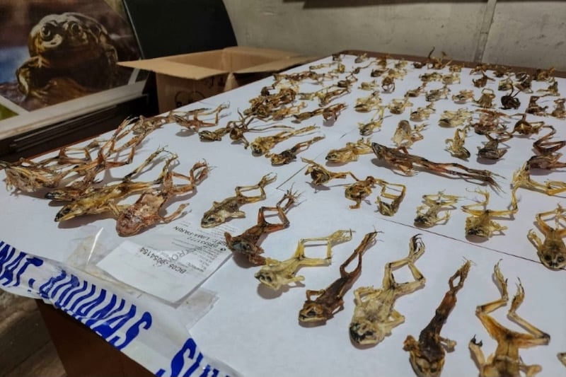 سلطات بيرو تصادر المئات من ضفادع “فياغرا الإنكا” المحفّزة جنسيا