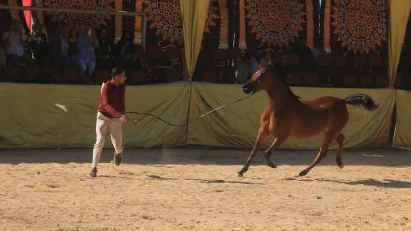 انطلاق مهرجان أدب وجمال الخيول العربية في الدقهلية