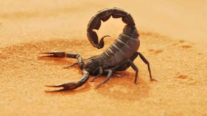 سحالي وعناكب وضفادع.. حيوانات تتسلل إلى منازل بريطانيا عبر الطرود