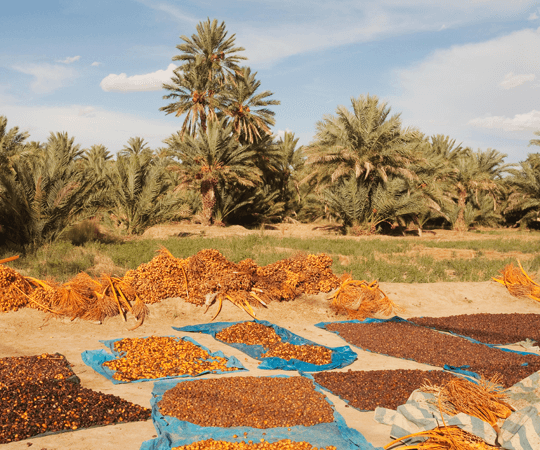 انطلاق المهرجان الوطني للتمور في زاكورة بمشاركة أزيد من 65 تعاونية