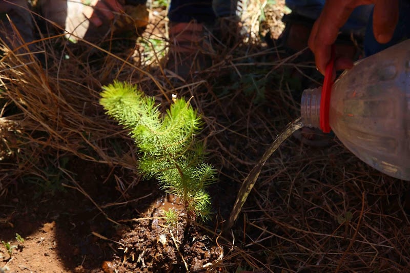 نشطاء يدعمون “مليون شجرة” بوجدة